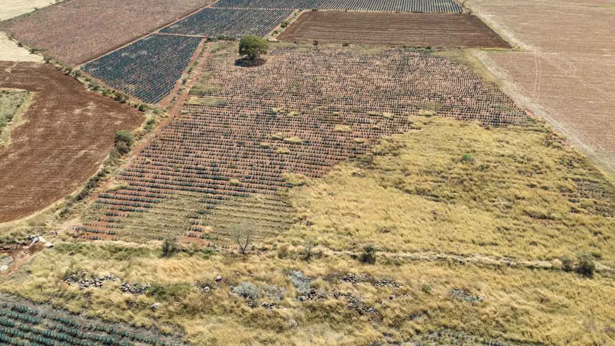 Venta de 3 Hectáreas en El Colomo – Terreno con Agave y Escrituras 10 Venta de 3 Hectáreas en El Colomo