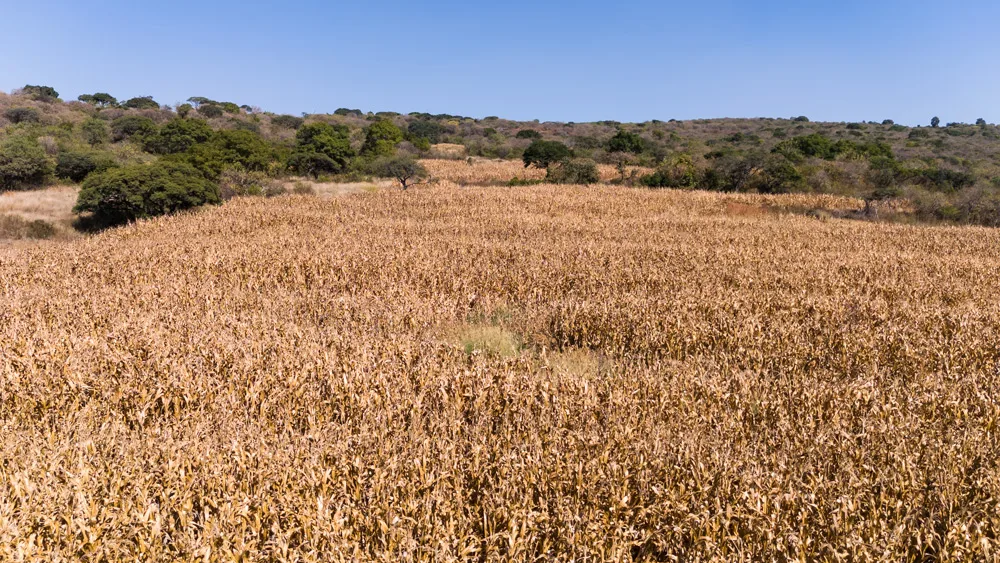 Terrenos en Venta por Hectáreas en Jalisco: Encuentra el Ideal para Ti 19 52 hectareas en venta en Matatlàn
