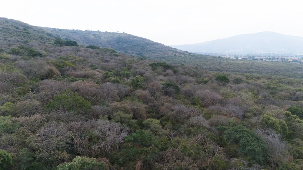 Terrenos en Venta por Hectáreas en Jalisco: Encuentra el Ideal para Ti 33 68 Hectáreas en Ladera y Meseta de Montaña en Zapotlanejo