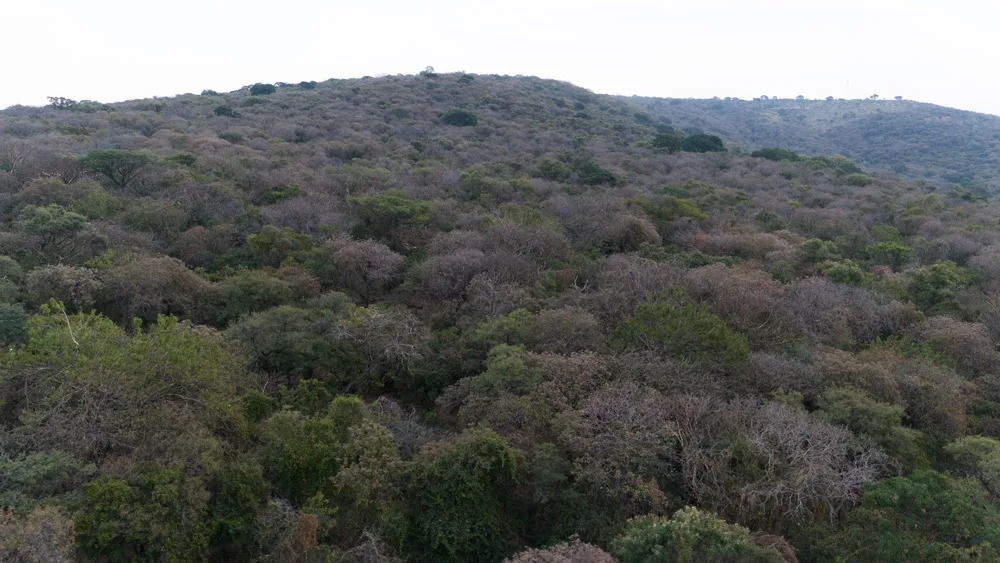 Terrenos en Venta por Hectáreas en Jalisco: Encuentra el Ideal para Ti 14 68 Hectáreas en Ladera y Meseta de Montaña en Zapotlanejo