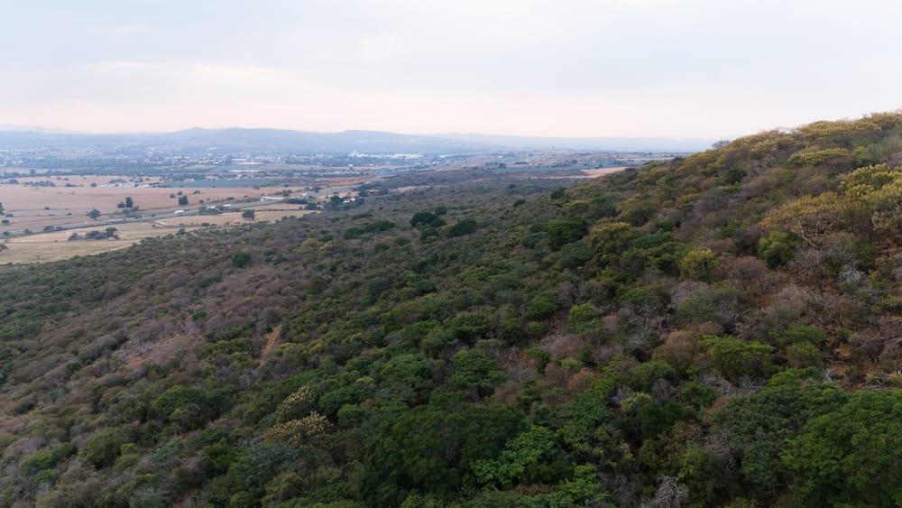 68 Hectáreas en Ladera y Meseta de Montaña en Zapotlanejo