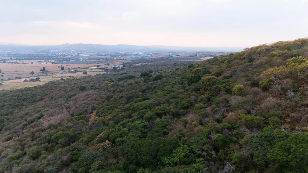 68 Hectáreas en Ladera y Meseta de Montaña en Zapotlanejo 4 68 Hectáreas en Ladera y Meseta de Montaña en Zapotlanejo - 68 Acres for Sale in Zapotlanejo