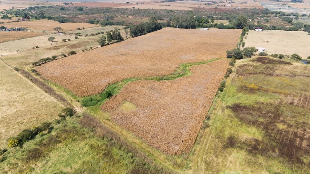 7 Hectáreas en Venta en Matatlán