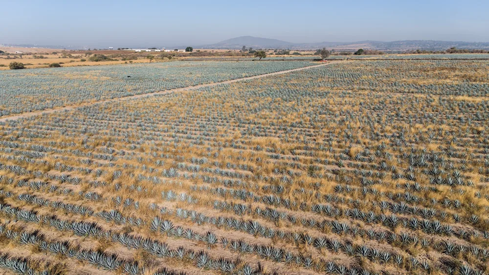 Terrenos en Venta por Hectáreas en Jalisco: Encuentra el Ideal para Ti 12 79 hectáreas en venta en Zapotlanejo, Jalisco