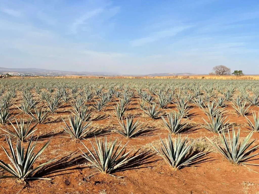 Terrenos en Venta por Hectáreas en Jalisco: Encuentra el Ideal para Ti 35 Venta de 8 Hectáreas en Juanacaxtle