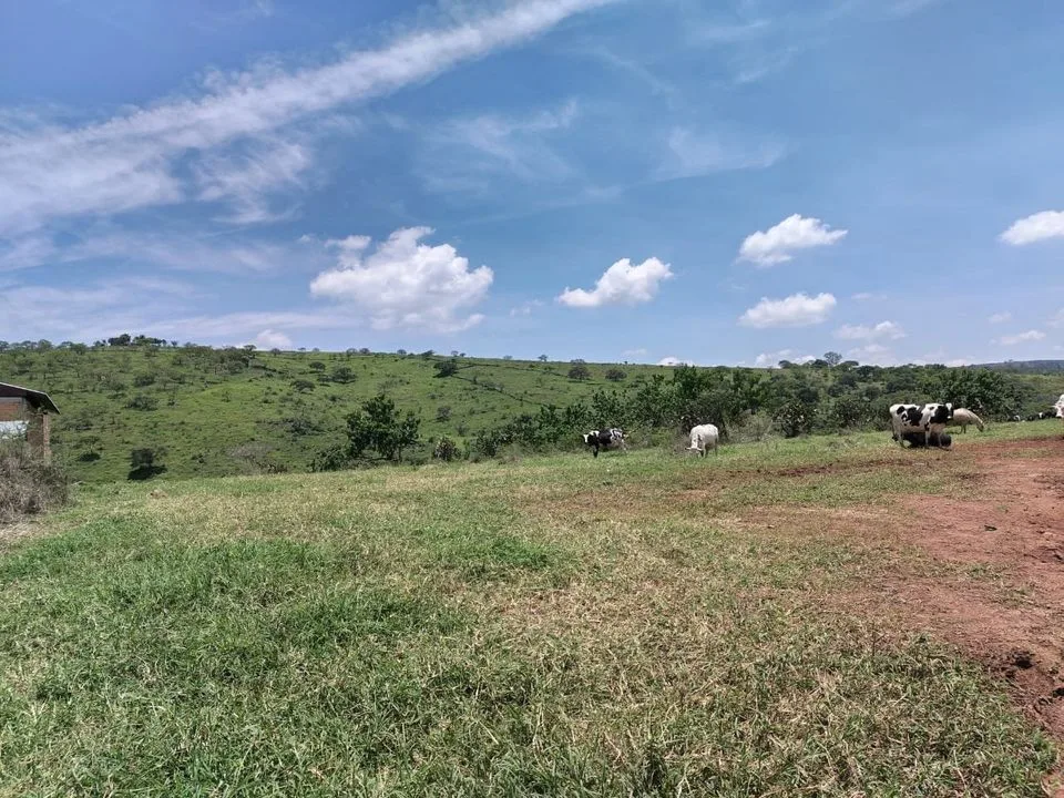 Terrenos en Venta por Hectáreas en Jalisco: Encuentra el Ideal para Ti 27 Terreno de 31 hectareas en Pueblo Viejo