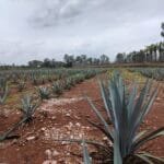 Terreno en Venta en El Saucillo con Agave