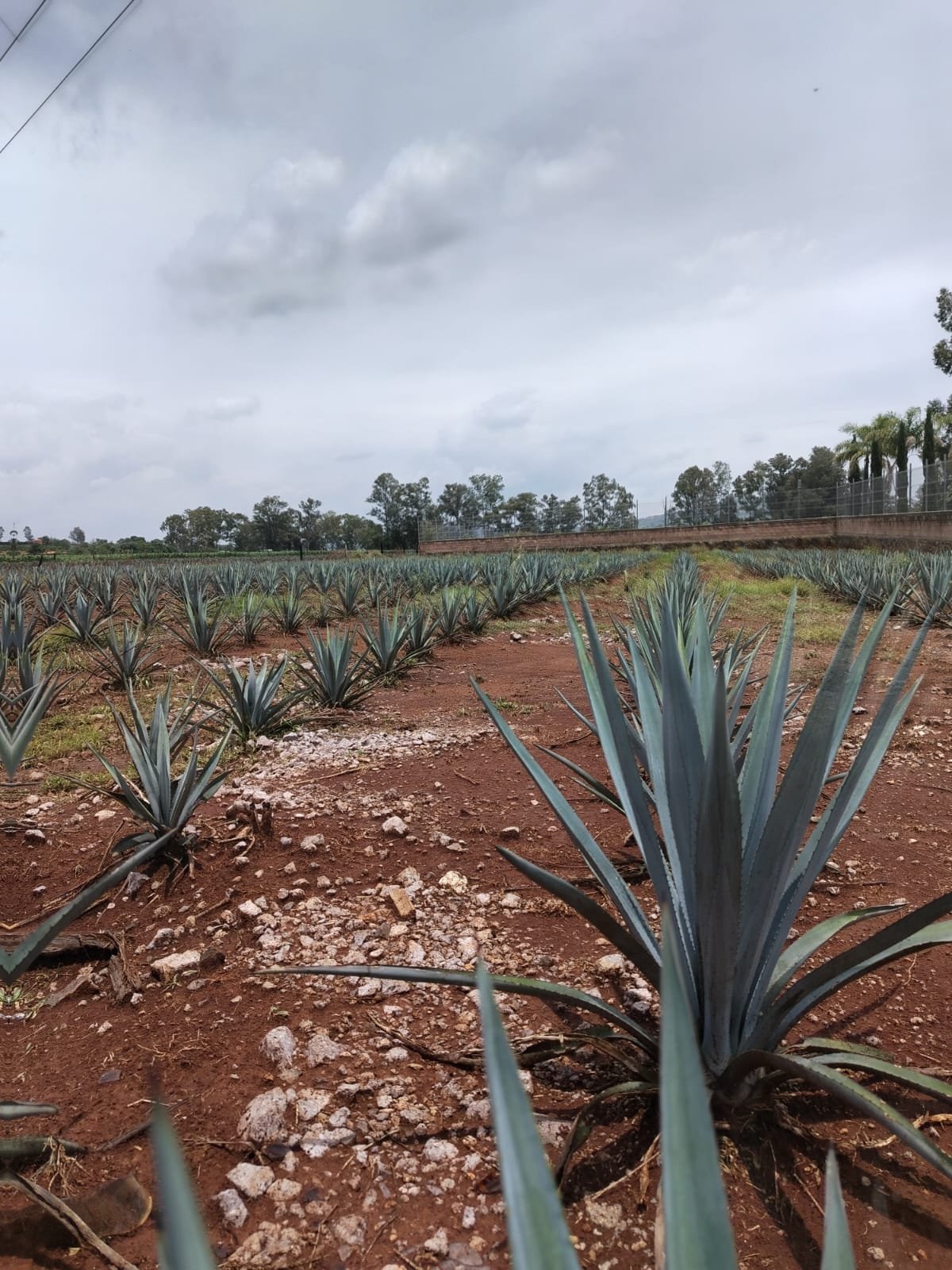 Terreno en Venta en El Saucillo con Agave